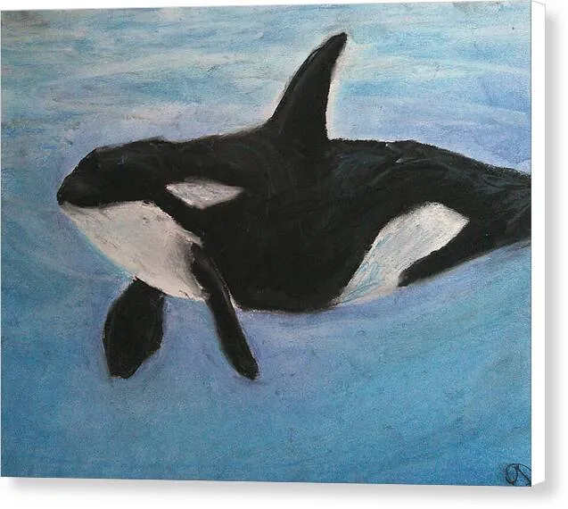 Orca Calls  - Canvas Print